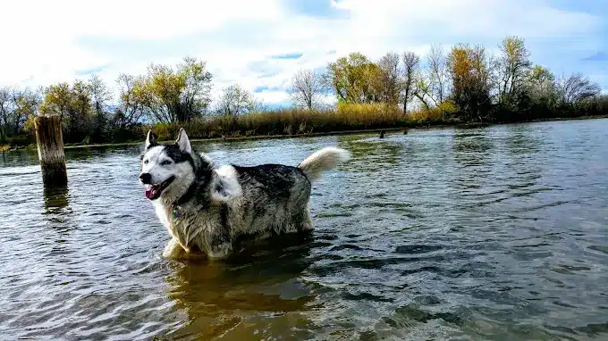 Dog swimming in the reservoir at Chatfield State Park