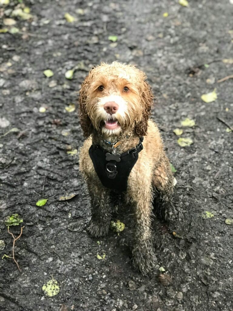 dirty dog